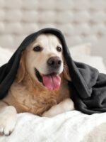 BEDELITE Wool Blanket in Black, suitable for sofas and beds, luxurious plush comfort blanket, 50 x 60 inches, ultra-soft, warm, and lightweight blanket, ideal for travel and camping.